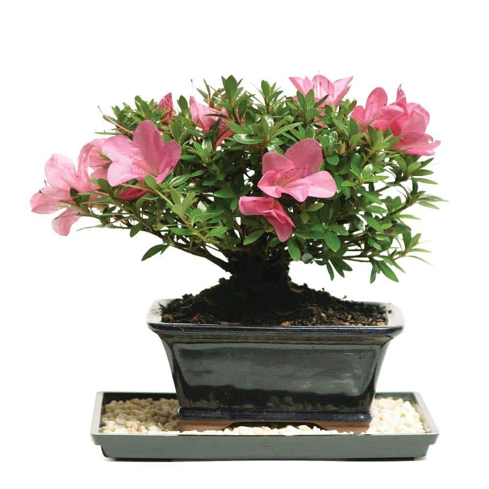 BINLIS Brussel's Satsuki Azalea Azalea Bonsai Live Tree
