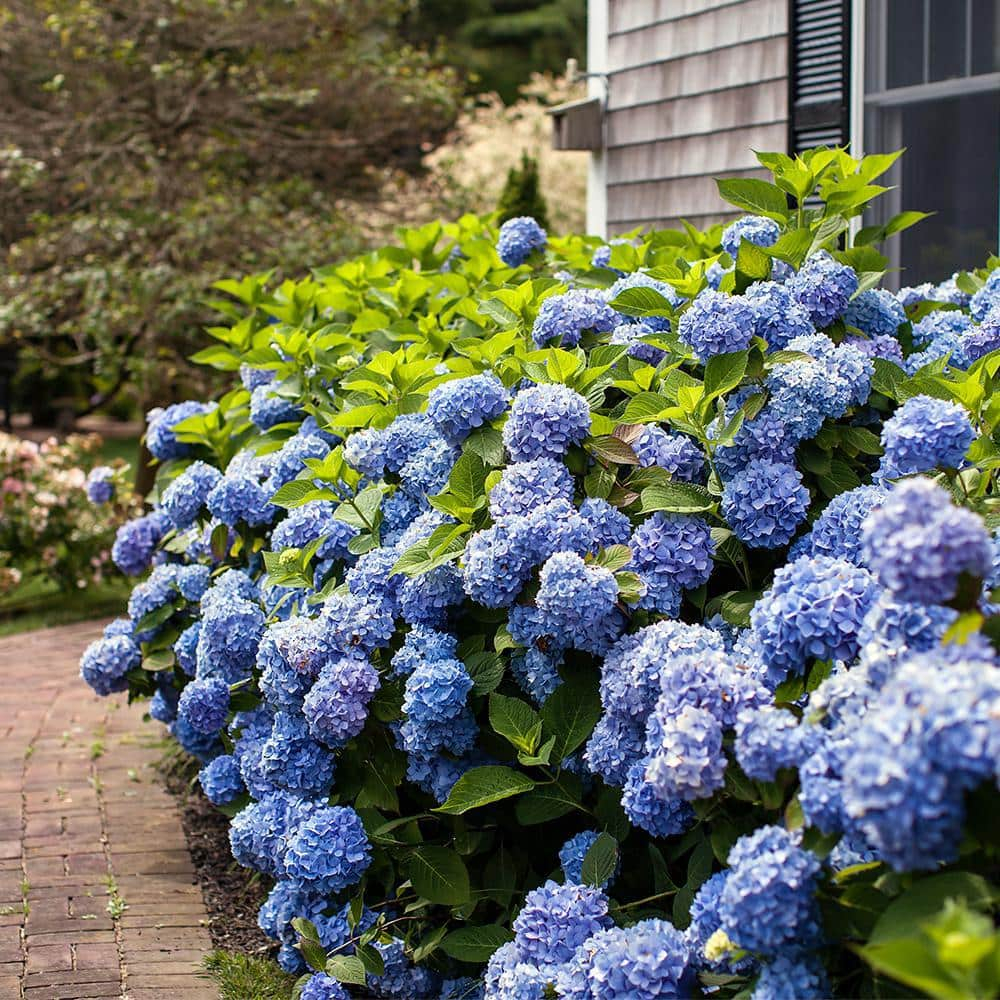 Endless Summer The Original Reblooming Hydrangea Live Shrub in 2-Gallon Grower Pot