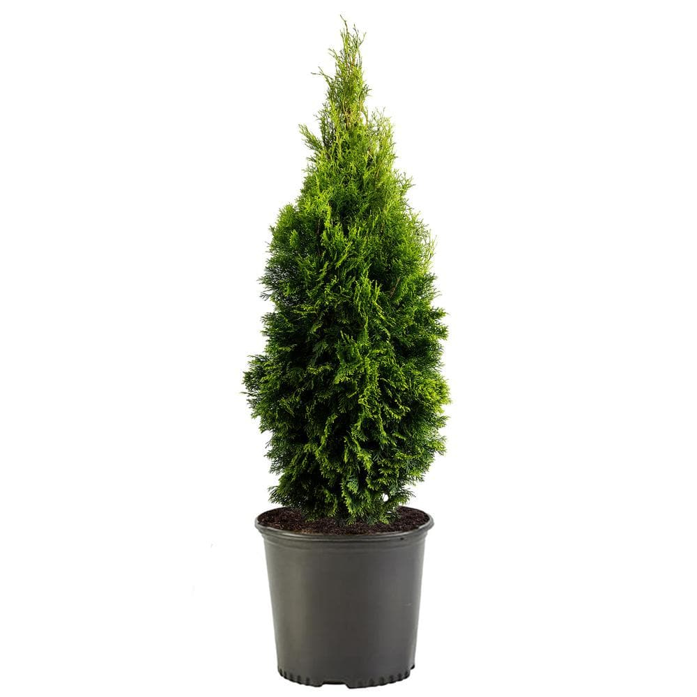 Emerald Green Arborvitae Live Shrub
