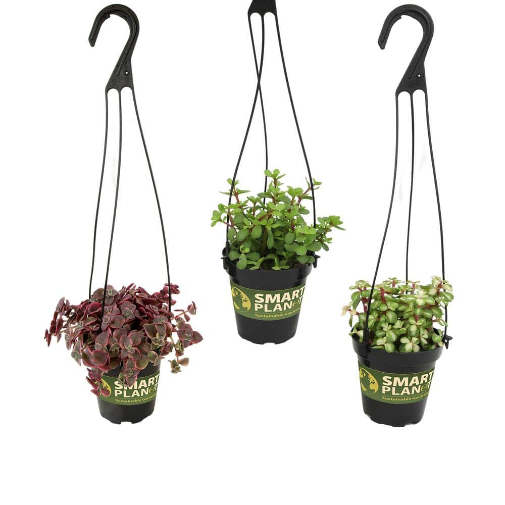 Altman Plants Hanging Succulents Baskets (3-pack) Fun Easy Plants in 3.5 in. Hanging Pots