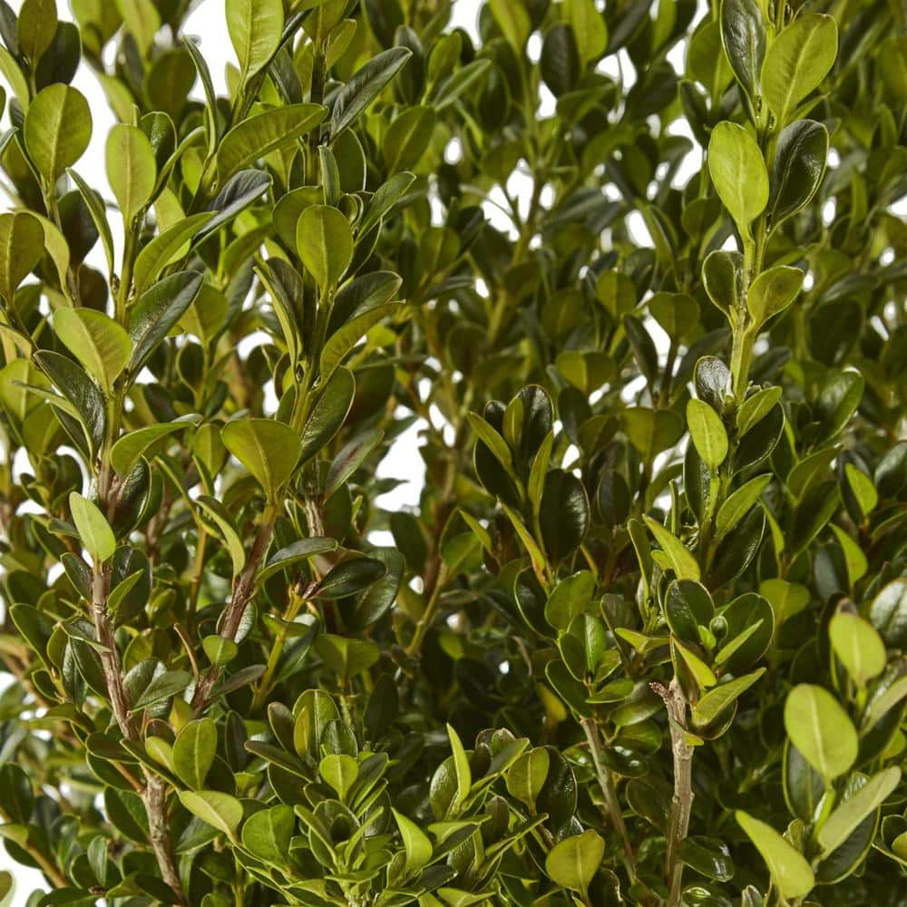 7 Gallon Wintergreen Boxwood Shrub