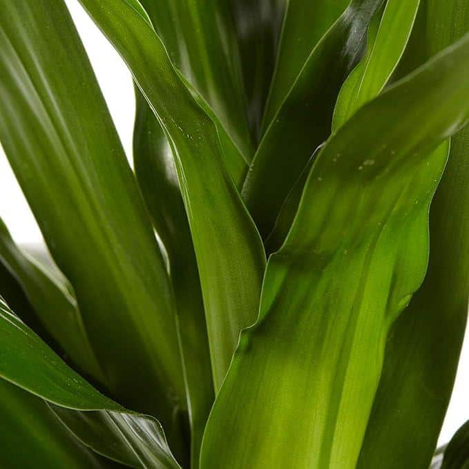 Large Dark Green Dracaena Janet Craig in Black Plastic Grower Pot