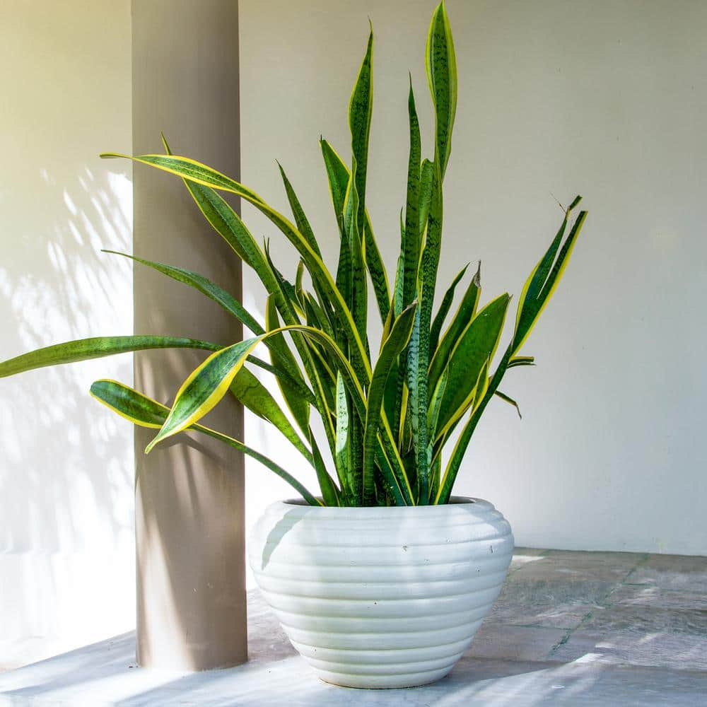 6 in. Laurentii Snake Plant in 7 in. Matte Black Hyde Container