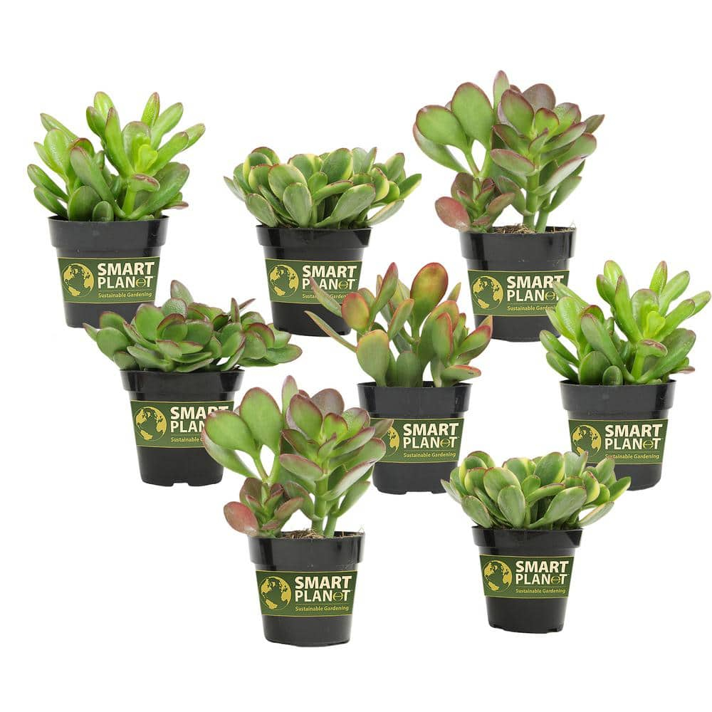 Altman Plants Classic Jade Succulents (8-pack), Easy House Plants in 2.5 in. Grower Pots