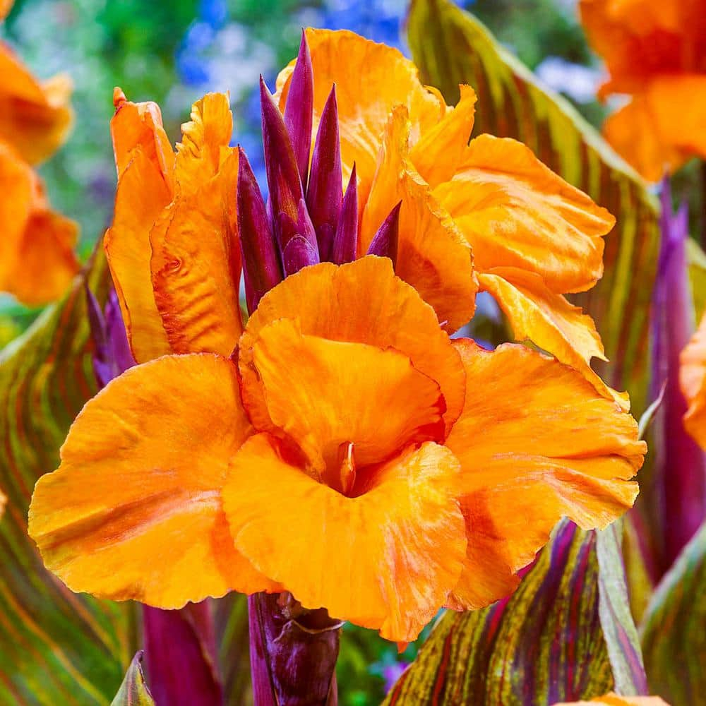 Phasion Giant Variegated Canna Lily Dormant Summer Flowering Bare Roots (3-Pack)