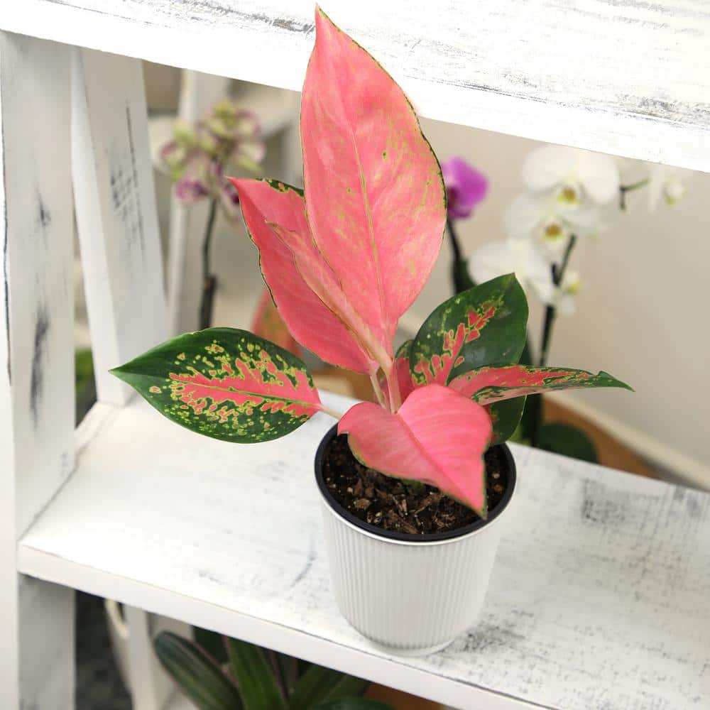 Aglaonema China Red | Pink Houseplant | 4.25in. Decor Pot; Indirect Light | Element by Altman Plants