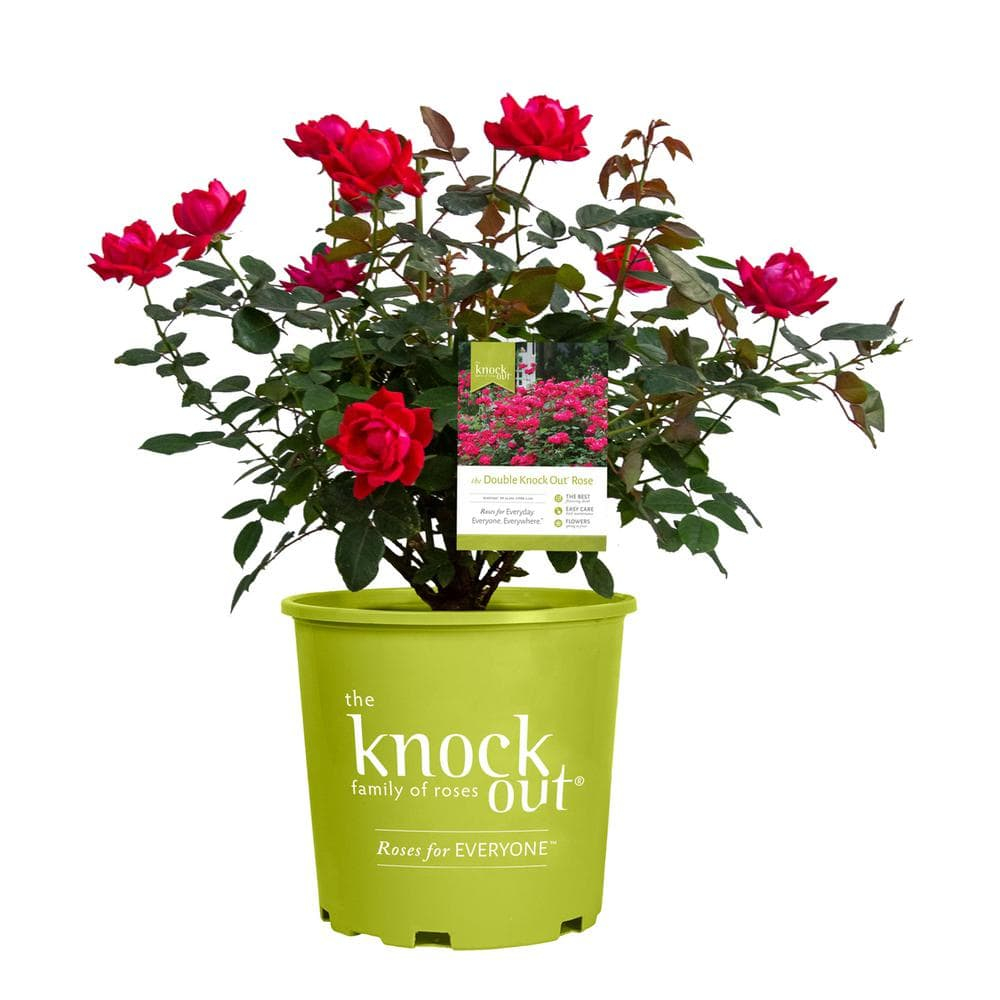 'The Red Double Knock Out® Rose' Live Shrub (1 gallon)