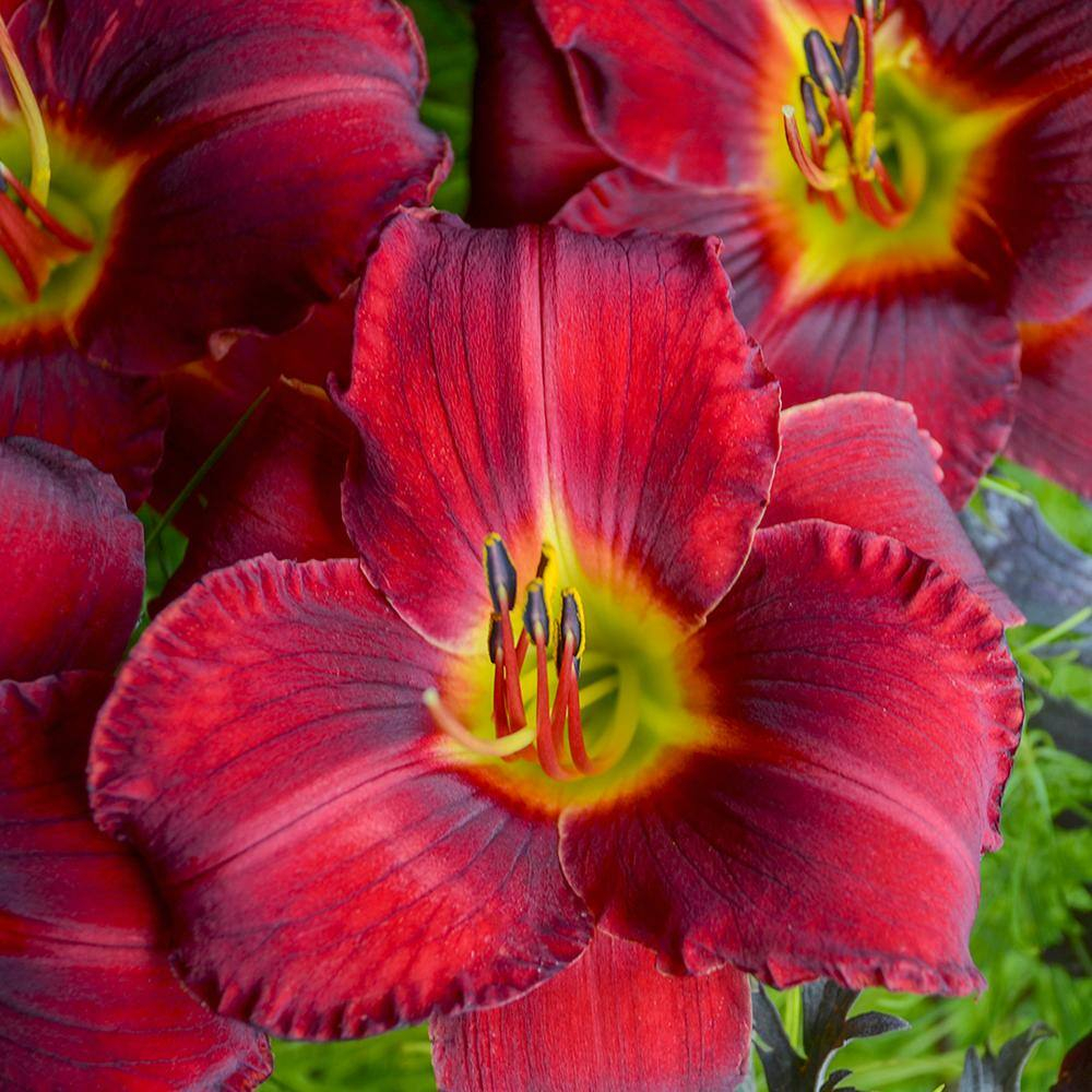 Altman Plants 1QT Assorted Daylily Live Plants (4 Pack) with Grower Pots
