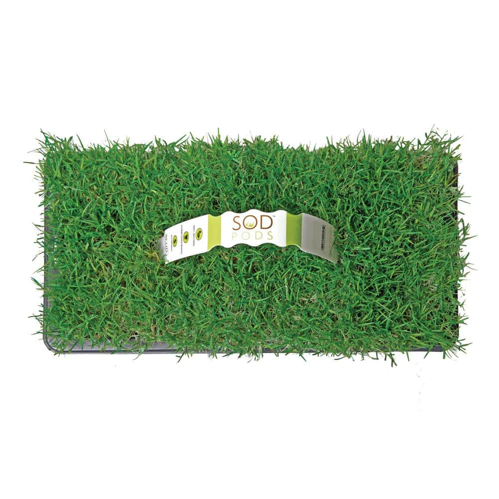 SodPods® Bermuda Grass Plugs (32-Count) Heat & Drought Tolerant Grass, Fast-Spreading, Durable Lawn Repair with Fully Developed Natural Roots – Cannot Ship to CA or AZ