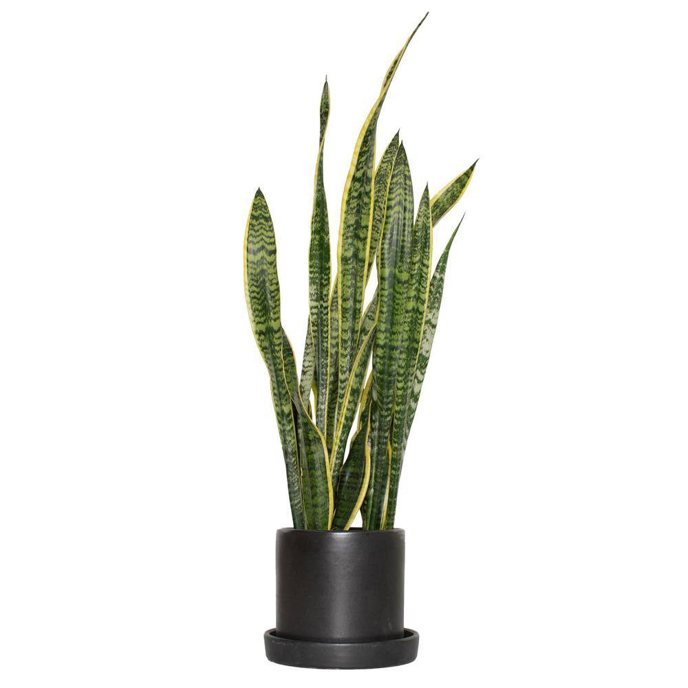 6 in. Laurentii Snake Plant in 7 in. Matte Black Hyde Container