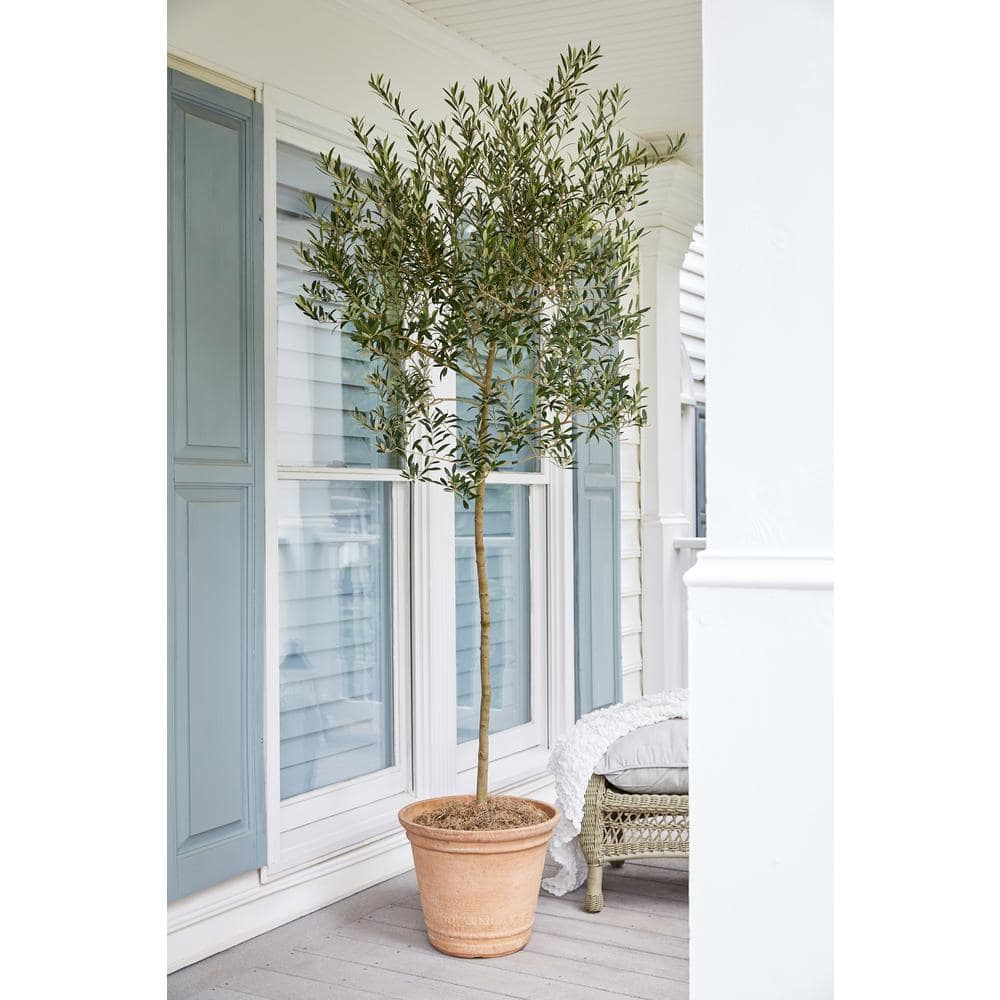 Brighter Blooms Arbequina Olive Tree - Grow Your Own Delicious Olives - Cannot Ship to AZ - 3-4 ft.