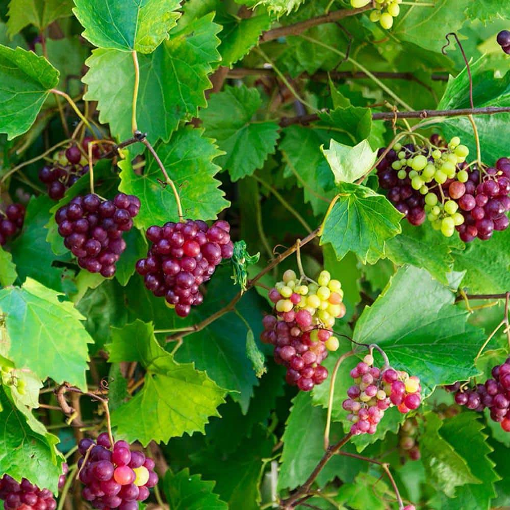RazzMatazz Muscadine Grape Vine, DOR, WAmant Bare Root Fruit Bearing Starter Plant (1-Pack)
