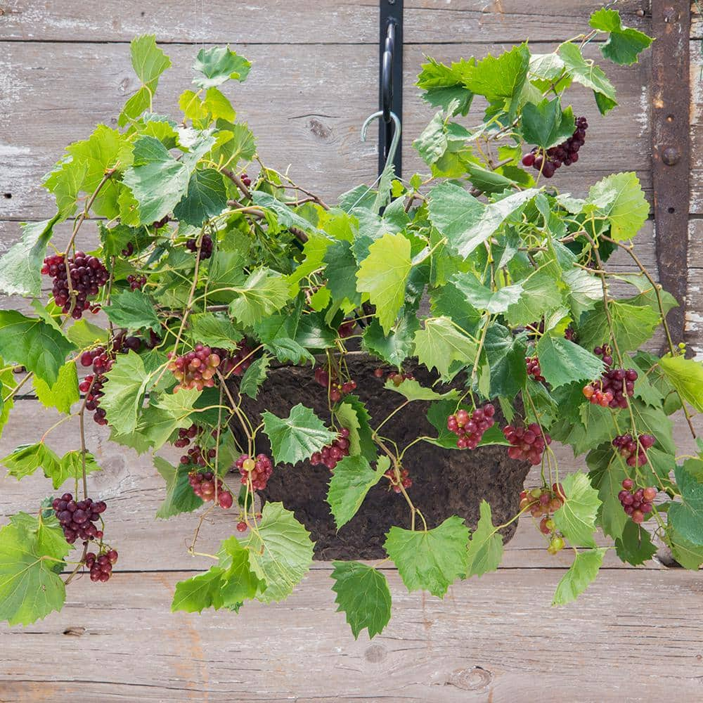RazzMatazz Muscadine Grape Vine, DOR, WAmant Bare Root Fruit Bearing Starter Plant (1-Pack)
