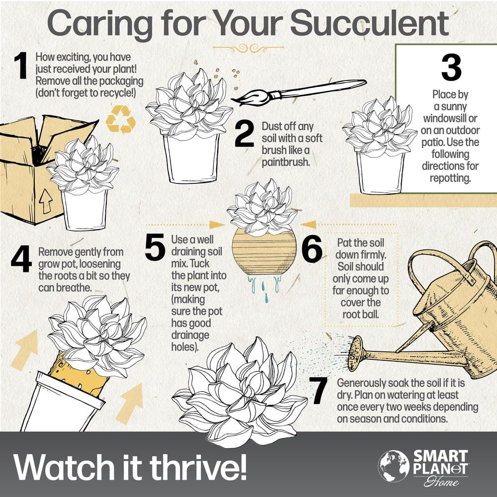 Altman Specialty Plants Live Succulent Plant in Nursery Pot