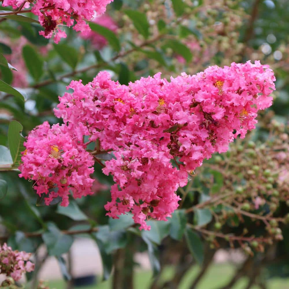 3 gal. Crape Myrtle Miami Shrub with Pink Flowers