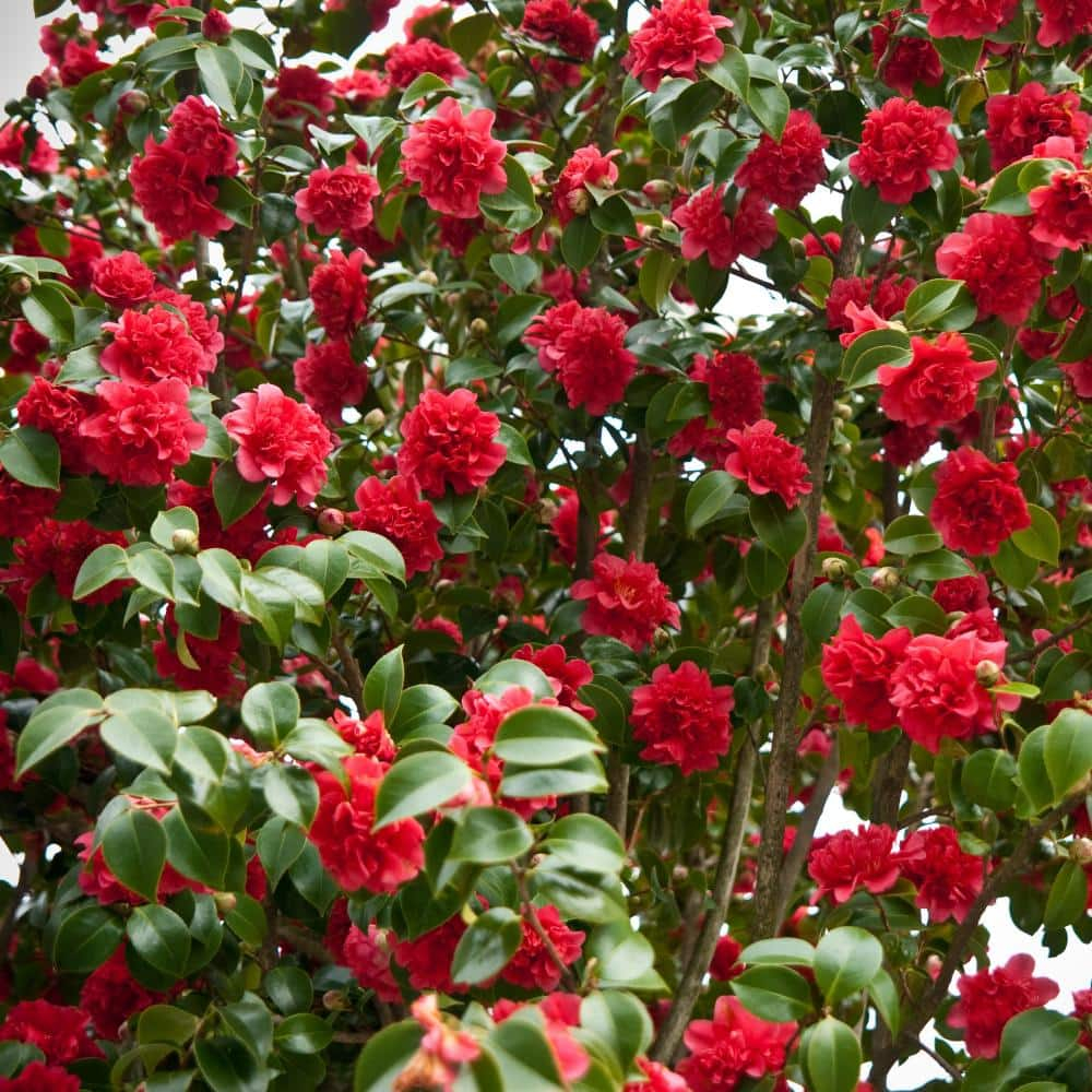 2.5 Qt. Professor Sargent Camellia Japonica Plant with Red Blooms