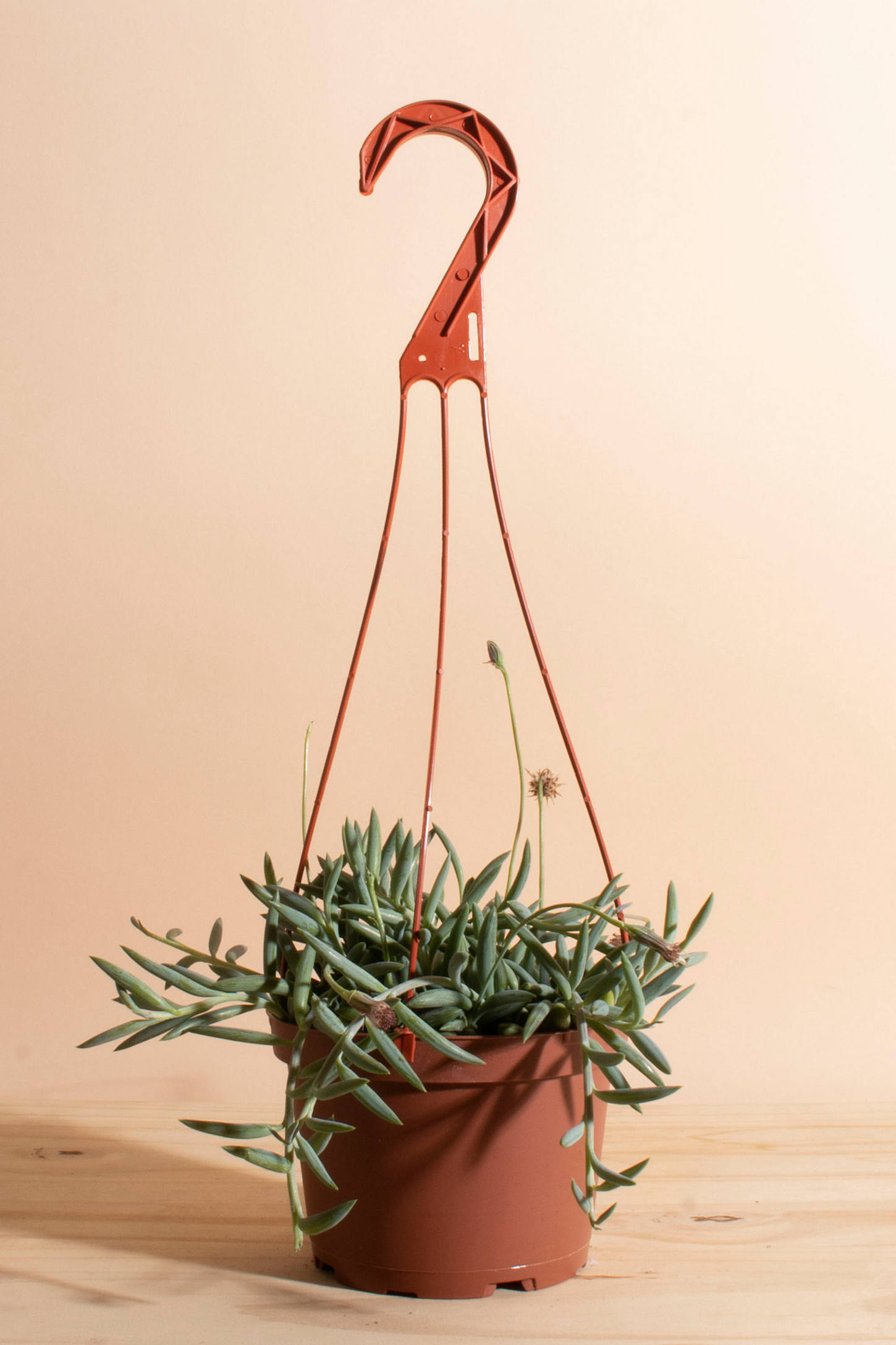 Home Botanicals Hanging String of Bananas Succulent in 6" Grow Pot with Hanger Included