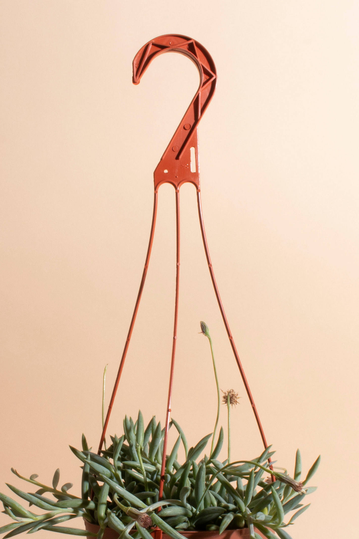 Home Botanicals Hanging String of Bananas Succulent in 6" Grow Pot with Hanger Included