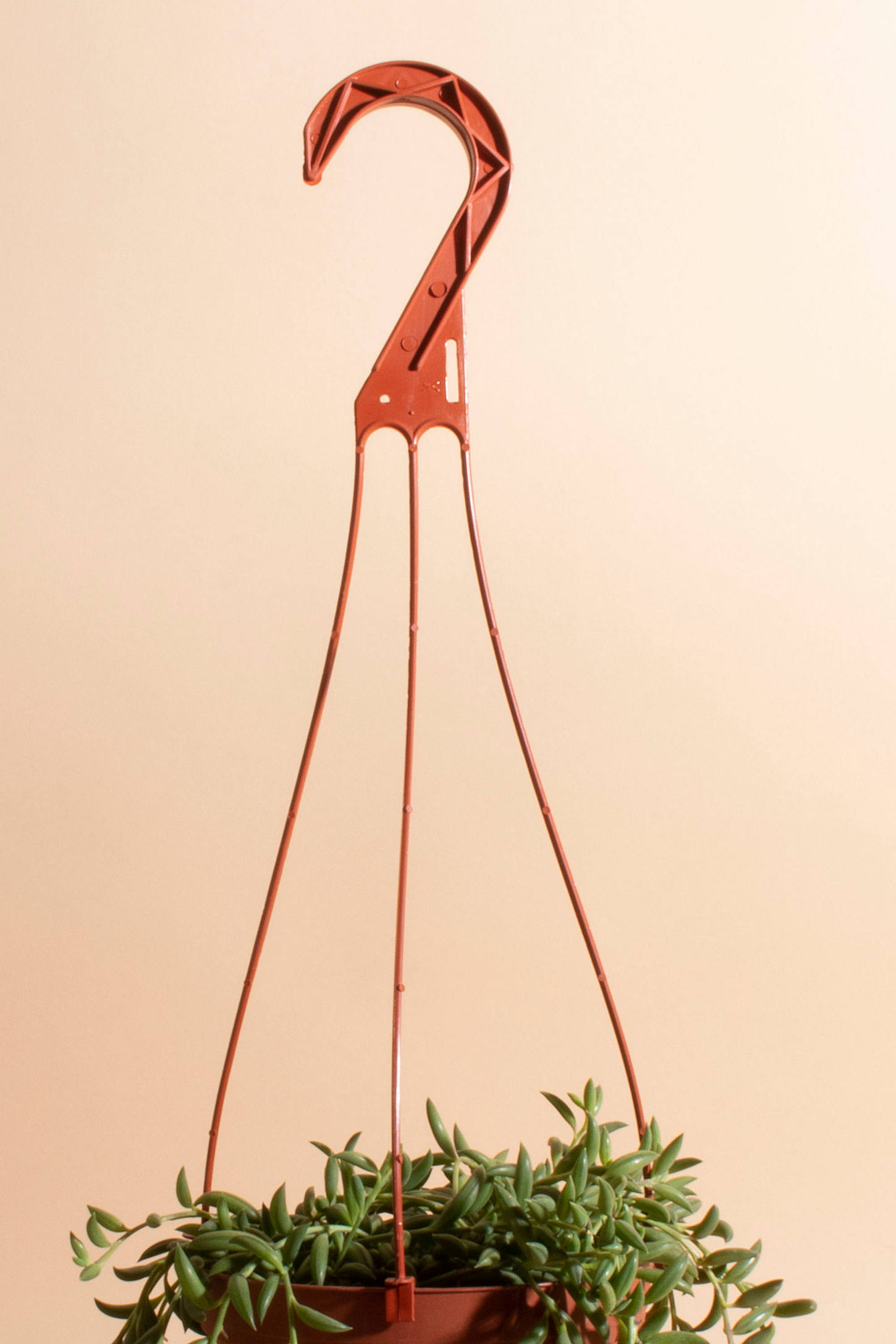 Home Botanicals Hanging String of Bananas Succulent in 6" Grow Pot with Hanger Included
