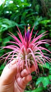 Live Air Plants - 8 Pack Assorted Tillandsia Collection - Easy Care Indoor Houseplants with 30 Day Guarantee