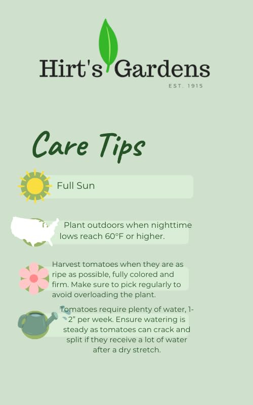 Golden Yellow Tumbling Tom Cherry Tomato Plant for Hanging Baskets