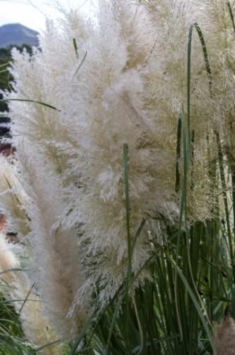 3 White Pampas Grass Cortaderia Plants in 4" pots Beautiful Ornamental Grass