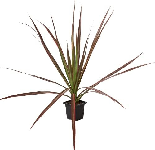 House Plant Shop | Dracaena 'Colorama' - 3" Pot | Live Indoor Plant | Free Care Guide