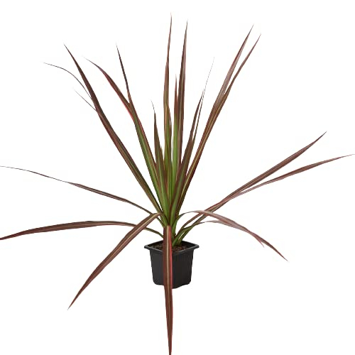 House Plant Shop | Dracaena 'Colorama' - 3" Pot | Live Indoor Plant | Free Care Guide