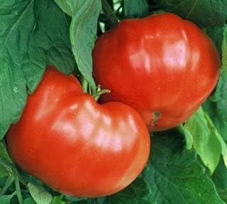 Clovers Garden Goliath Tomato Plant – Two (2) Live Plants – Not Seeds – Each 5" to 7" Tall, in 3.5 Inch Pots