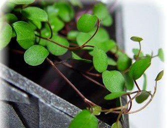 Biblical Angel Vine in 2.5" Pot for Full Sun Exposure