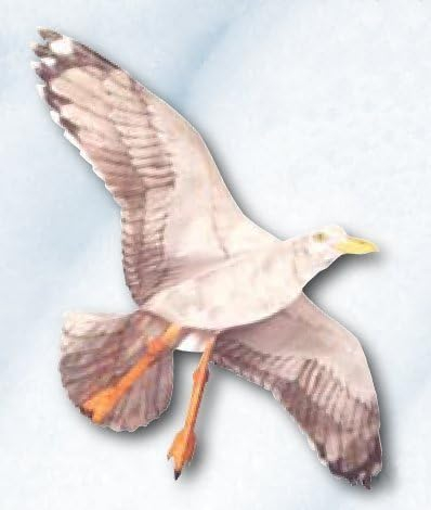 Ivory and Beige Fiberglass Sea Gull Kite with 42.5" Wingspan