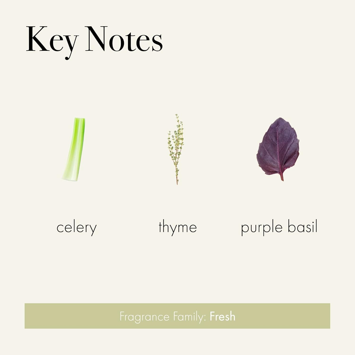 Celery Thyme Scented Jar Candle