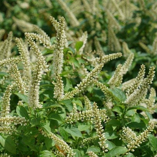 Proven Winners ITEPRC1037800 Fizzy Mizzy Sweetspire Live Plant, 4.5 in. Quart, White Flowers