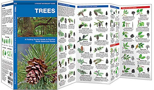 Wildlife and Nature Identification: Trees : A Folding Pocket Guide to Familiar North n Plants (Other)