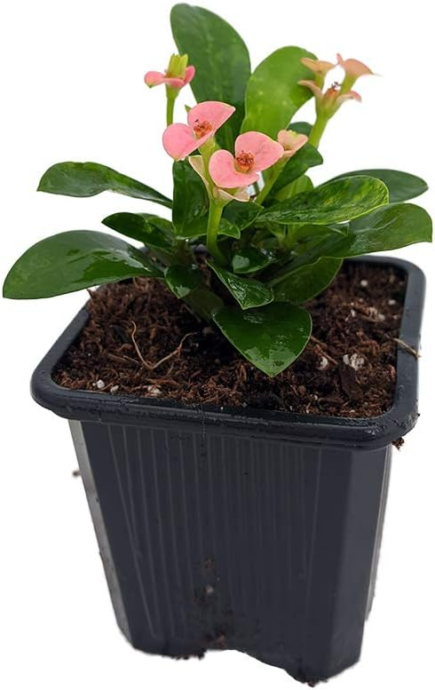 Pink Euphorbia Crown of Thorns in 2.5" Pot