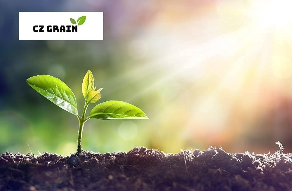 Giant Red Dahlia Flower Seeds for Vibrant Gardens