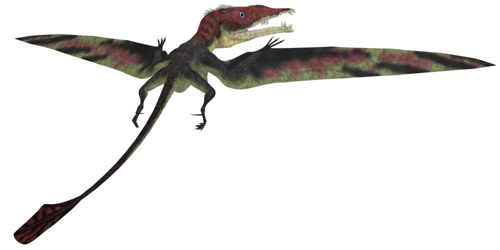 Eudimorphodon was a pterosaur that lived during the Triassic Period Poster Print (20 x 10)