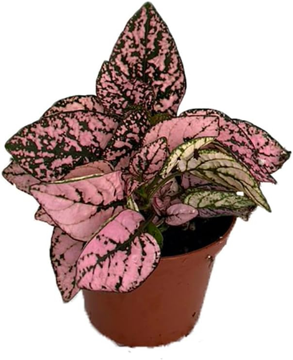 Pink Splash Polka Dot Plant - Hypoestes - 2.5" Pot - Colorful House Plant
