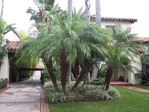 Phoenix Roebelenii Green Miniature Pygmy Date Palm Tree