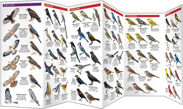 Wildlife and Nature Identification Backyard Birds of North America: A Folding Pocket Guide to Familiar Species, (Paperback)