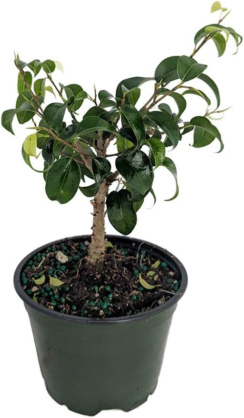 Durable Indoor Ficus Bonsai with Dark Green Leaves in 4" Pot