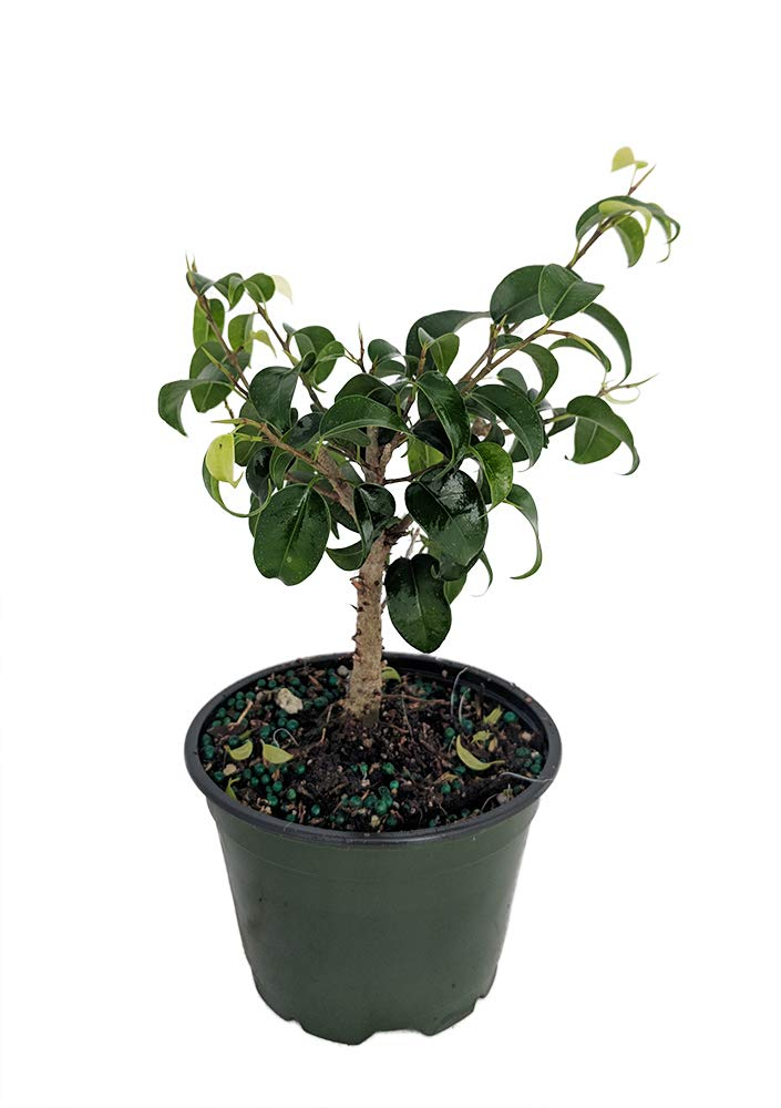 Durable Indoor Ficus Bonsai with Dark Green Leaves in 4" Pot