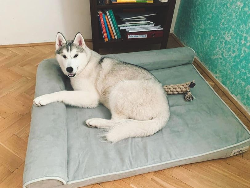 PetFusion Orthopedic Dog Bed | CertiPUR-US Memory Foam | Medium / Large & XL