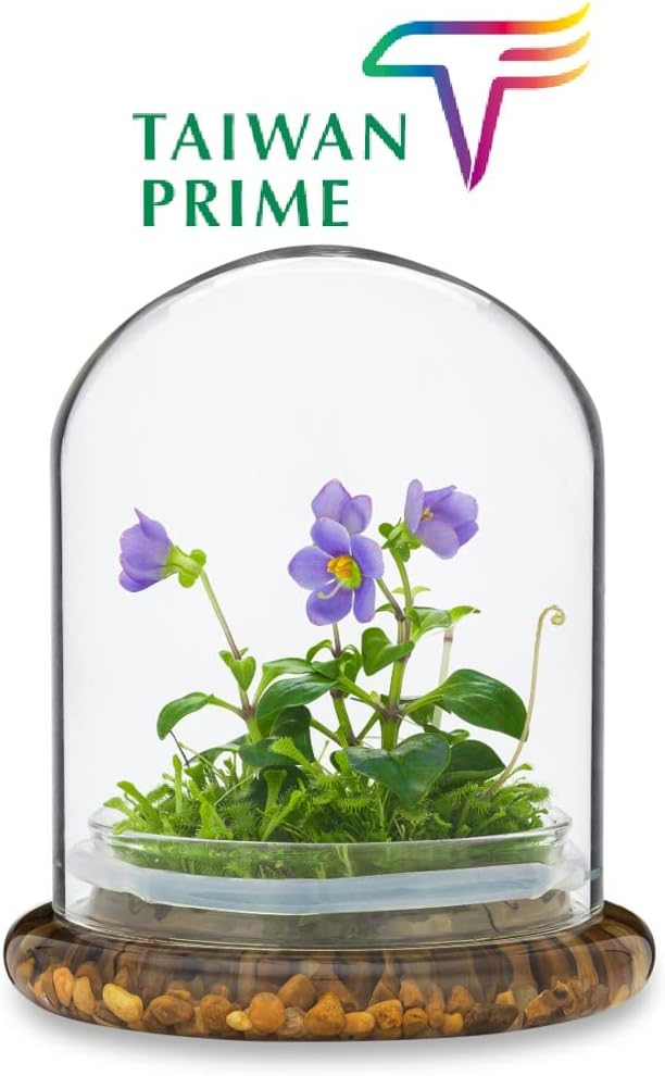 Award Winning: Persian Violet with Sundew Moss - Live Flower Terrarium in Self Sustaining Glass Jar, Maintenance Free and Blooms All-Season, Great Unique Gift and Home Decor, 100% Growth Guarantee