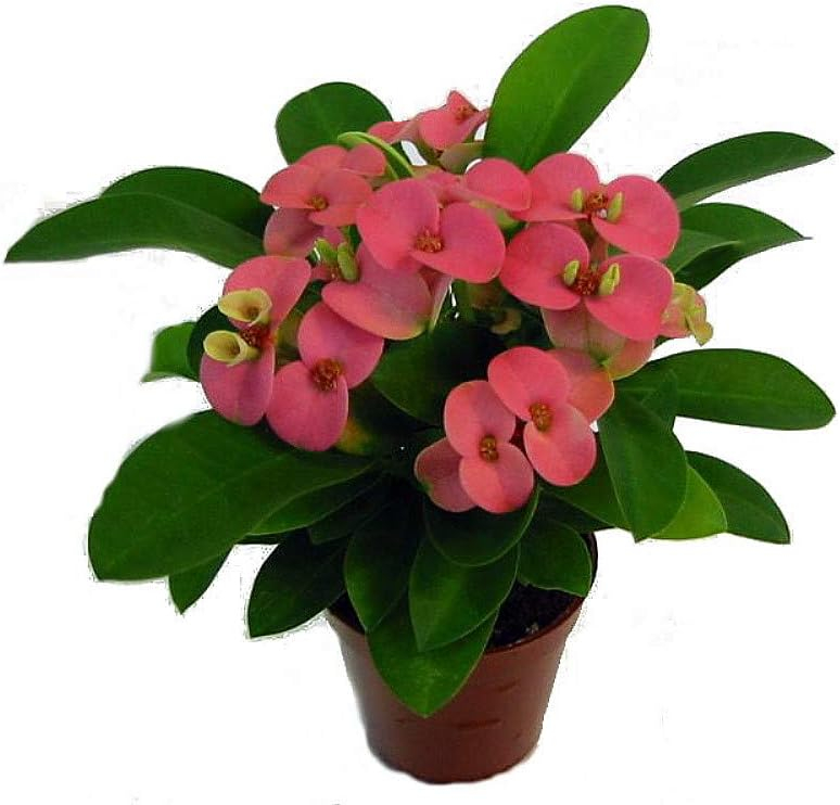 Pink Euphorbia Crown of Thorns in 2.5" Pot