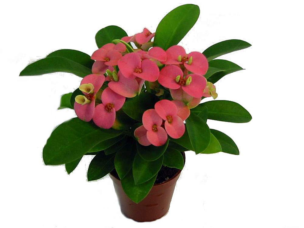 Pink Euphorbia Crown of Thorns in 2.5" Pot