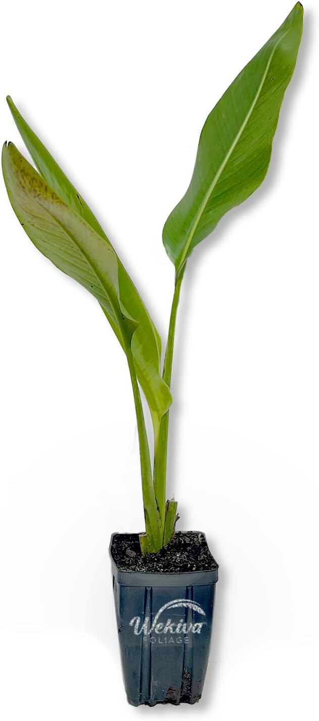 Travelers Palm - 2 Live Plants in 4 Inch Growers Pots - Ravenala Madagascariensis - Rare Ornamental Palms of Florida