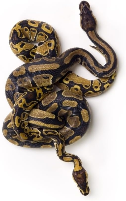 Two Ball Python Snakes Intertwined Poster Print