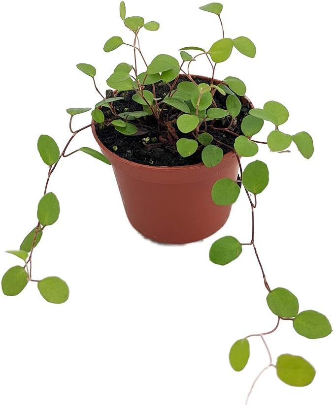 Biblical Angel Vine in 2.5" Pot for Full Sun Exposure