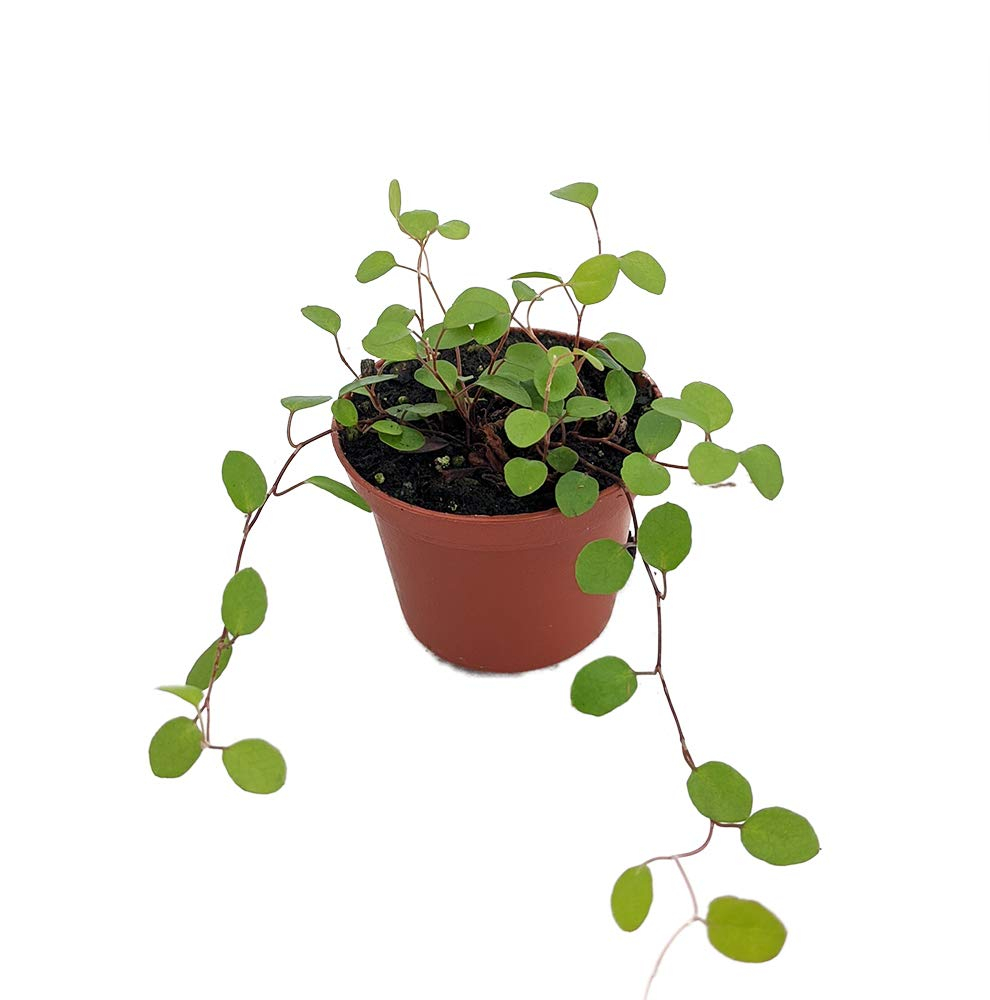 Biblical Angel Vine in 2.5" Pot for Full Sun Exposure